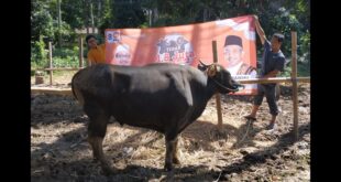 Presiden PKS Ahmad Syaikhu Sumbangkan 10 Ekor Sapi Qurban di 9 Kabupaten/Kota Se-Bali