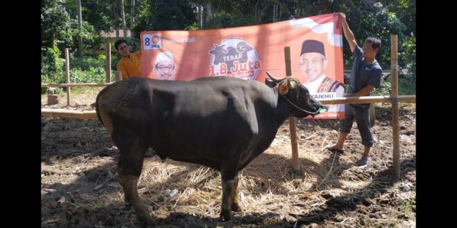 Presiden PKS Ahmad Syaikhu Sumbangkan 10 Ekor Sapi Qurban di 9 Kabupaten/Kota Se-Bali